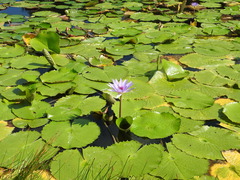Nymphaea elegans