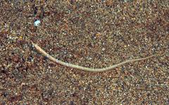 Micrognathus andersonii