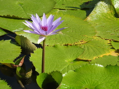 Nymphaea elegans