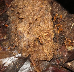 Ophiocordyceps humbertii