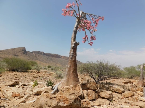 desert rose