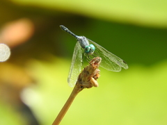 Micrathyria aequalis