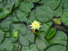Nymphaea mexicana