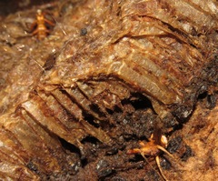 Ophiocordyceps humbertii