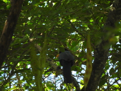 Cyanocorax yucatanicus