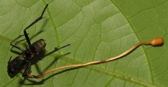 Ophiocordyceps sphecocephala
