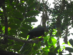 Cyanocorax yucatanicus