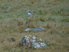 Vanellus resplendens