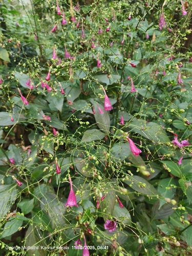 Strobilanthes hamiltoniana