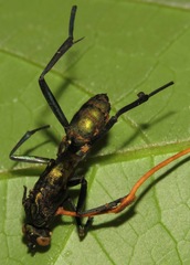 Ophiocordyceps sphecocephala