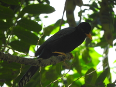 Cyanocorax yucatanicus