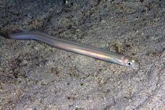 Conger cinereus