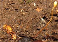 Ophiocordyceps sphecocephala