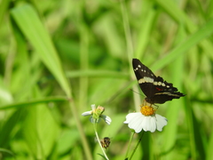 Anartia fatima fatima