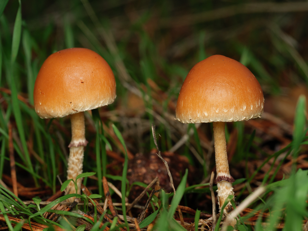 Leratiomyces squamosus · November 2025 · photo: © borjitaaa (iNaturalist, cc-by)