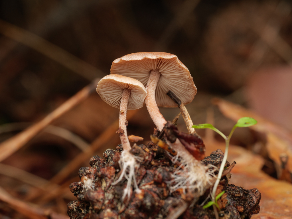 Baeospora myosura · November 2025 · photo: © borjitaaa (iNaturalist, cc-by)