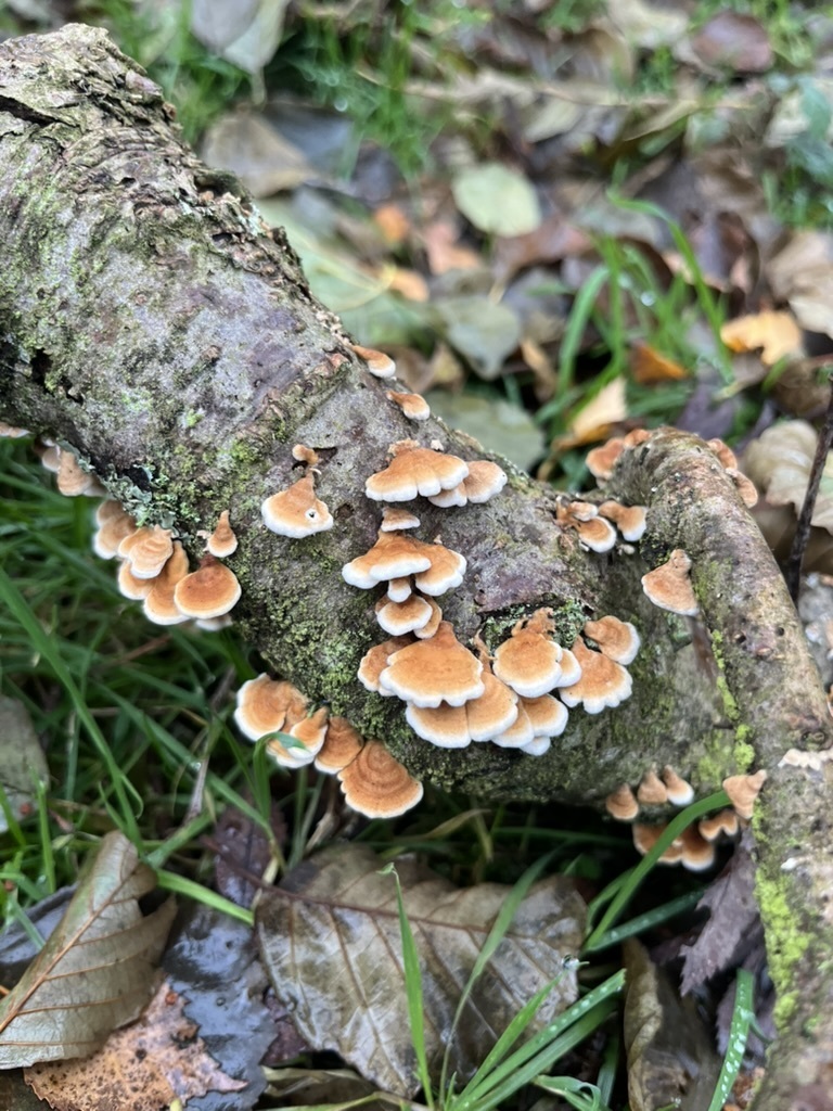 Plicatura crispa · November 2025 · photo: © clarko13 (iNaturalist, cc0)