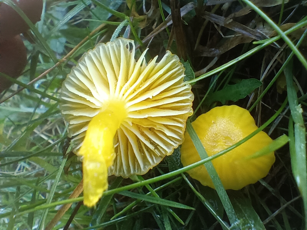 Hygrocybe ceracea · November 2025 · photo: © considerthelilies (iNaturalist, cc-by)