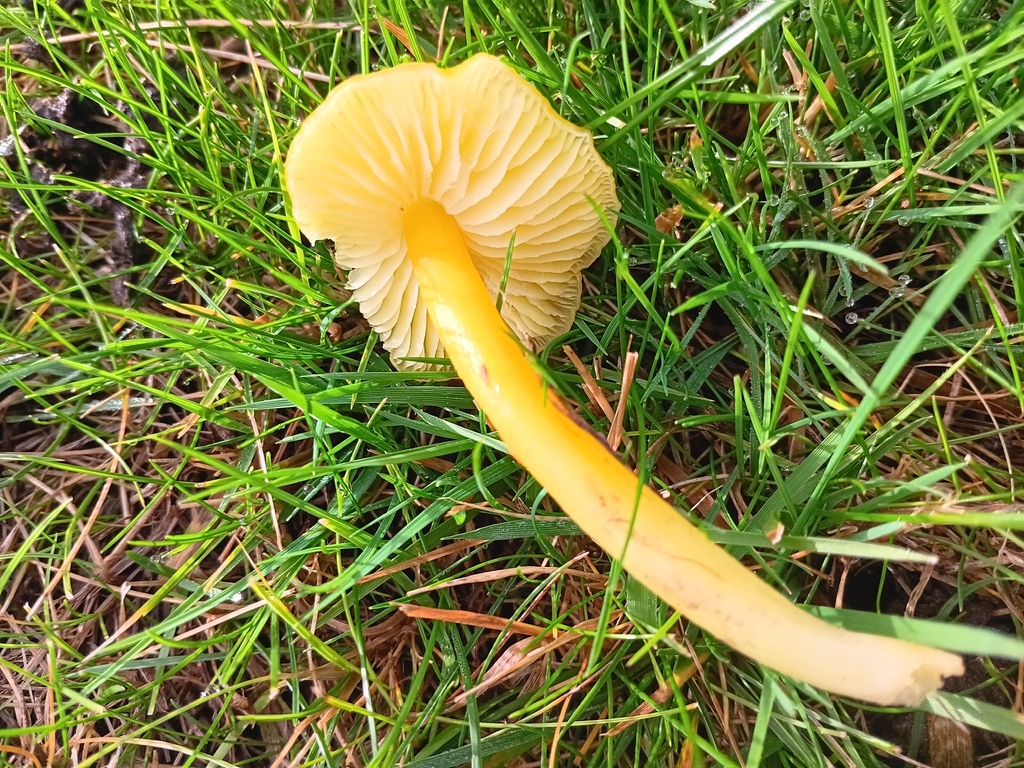 Hygrocybe chlorophana · November 2025 · photo: © considerthelilies (iNaturalist, cc-by)