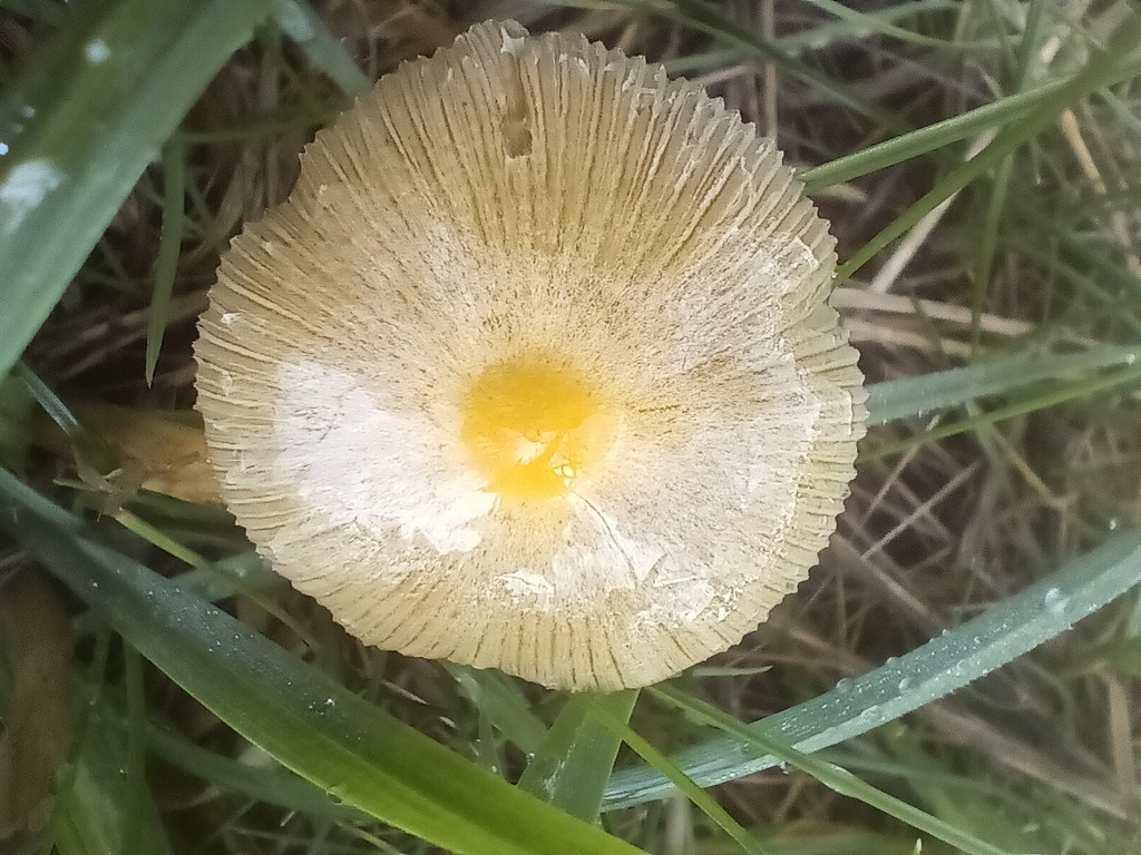 Bolbitius titubans · November 2025 · photo: © considerthelilies (iNaturalist, cc-by)
