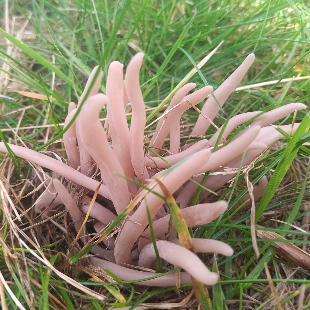 Clavaria fumosa · November 2025 · photo: © considerthelilies (iNaturalist, cc-by)