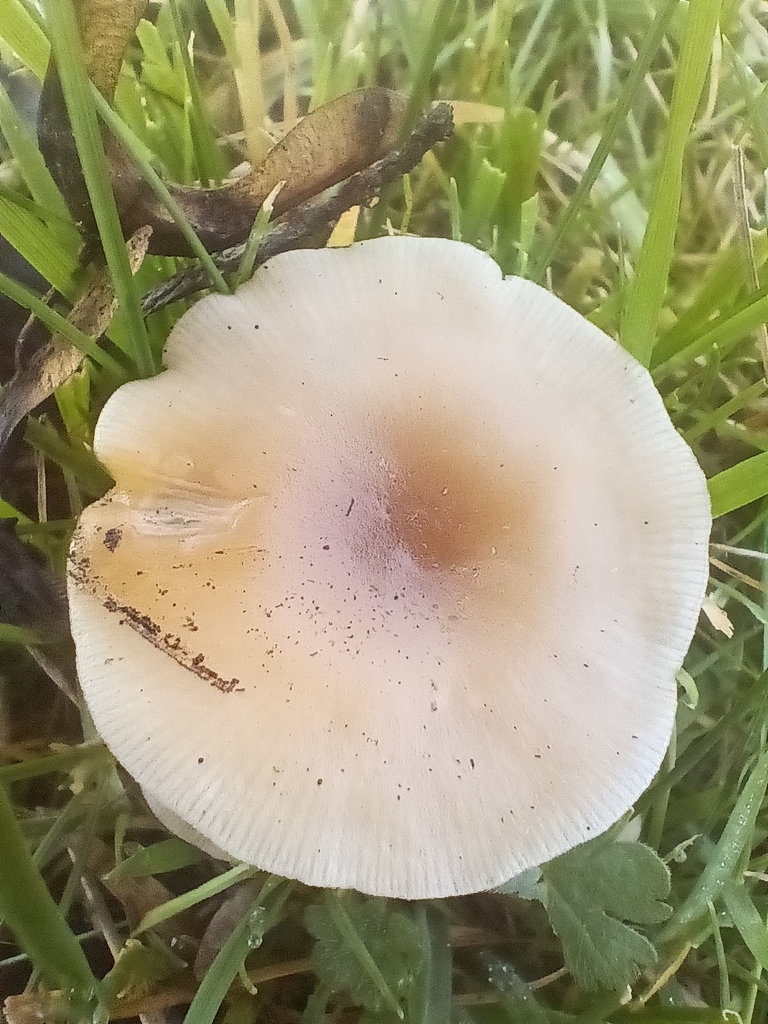 Clitocybe fragrans · November 2025 · photo: © considerthelilies (iNaturalist, cc-by)