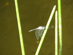 Micrathyria aequalis