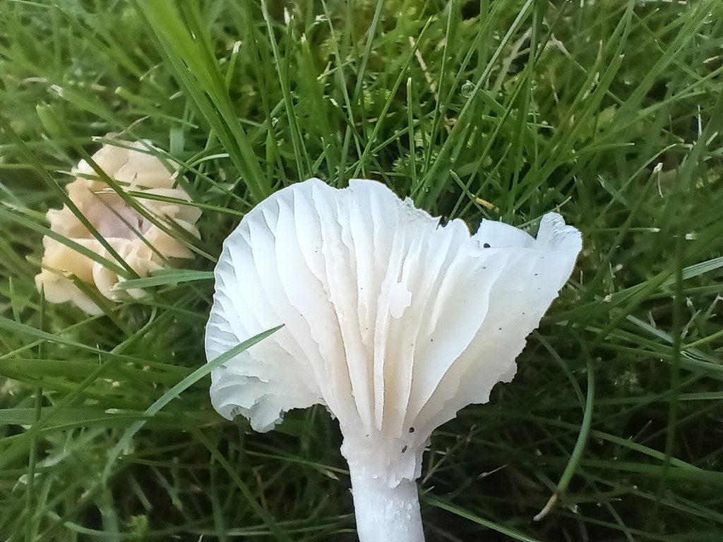 Cuphophyllus virgineus · November 2025 · photo: © considerthelilies (iNaturalist, cc-by)
