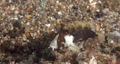 Acanthosphex leurynnis