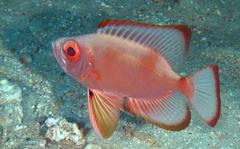 Priacanthus sagittarius