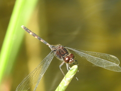 Erythemis
