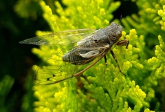 Gelidea torrida