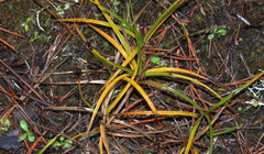 Carex pansa