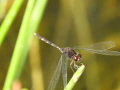 Erythemis