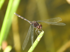 Erythemis