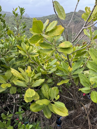 Melicope grisea iNat (2)