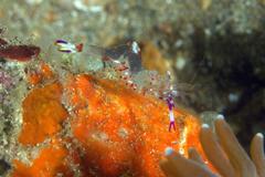 Ancylomenes luteomaculatus