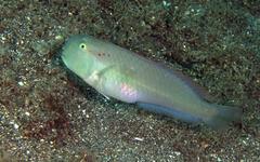 Iniistius pentadactylus