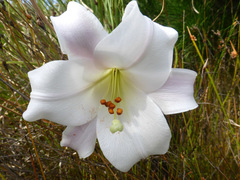 Lilium formosanum