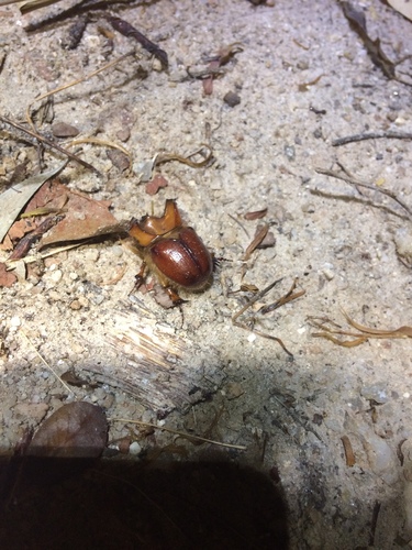 Pseudoryctes