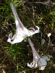 Lilium formosanum