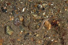Gymnothorax albimarginatus