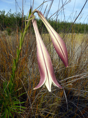 Lilium formosanum