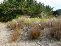 Lilium formosanum