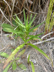 Lilium formosanum