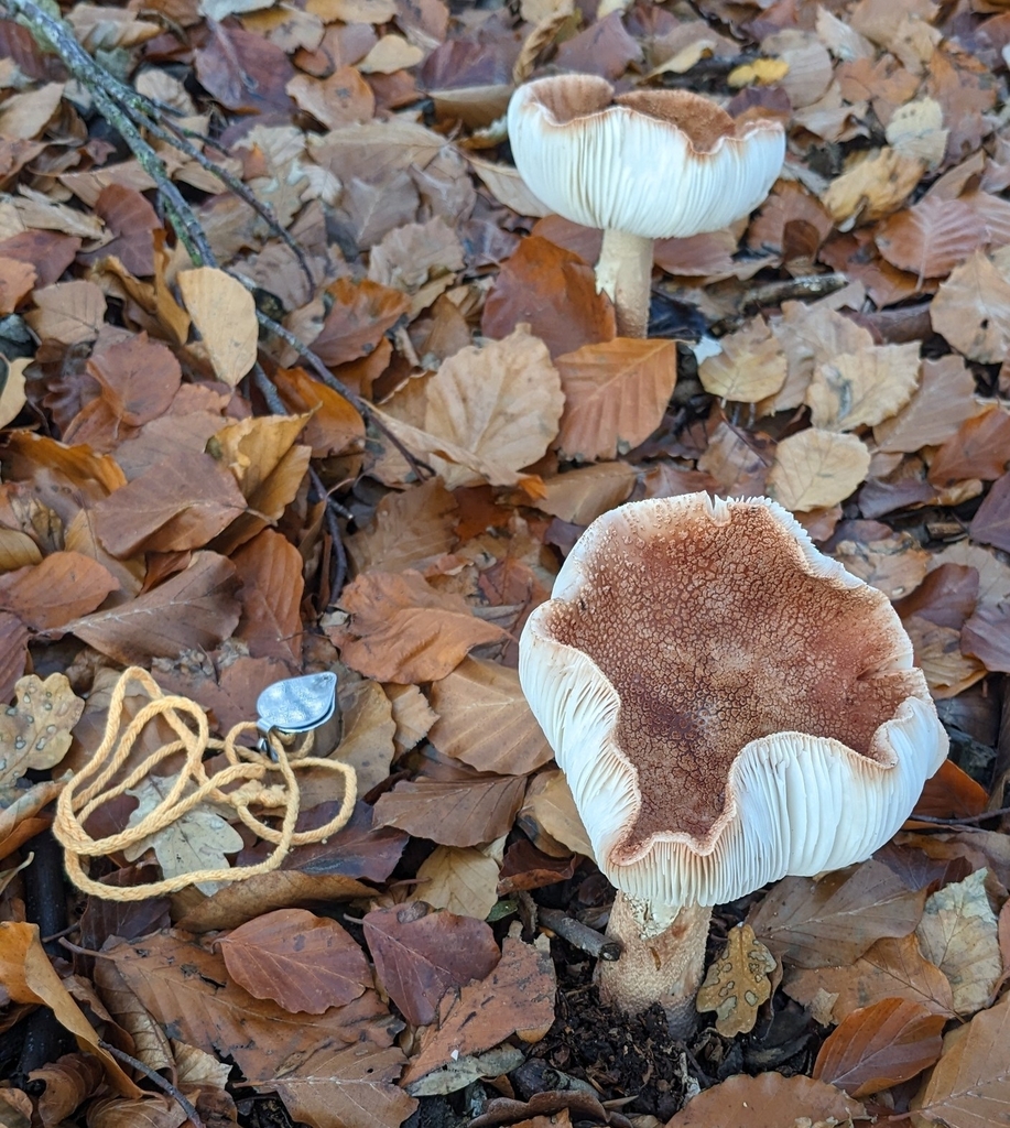 Amanita rubescens · November 2025 · photo: © gill_ryenats (iNaturalist, cc-by)