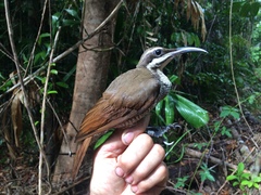 Magnificent Riflebird photo 4