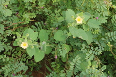 Abutilon indicum