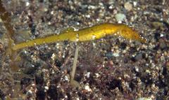 Acentronura breviperula