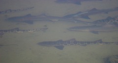 Mustelus henlei